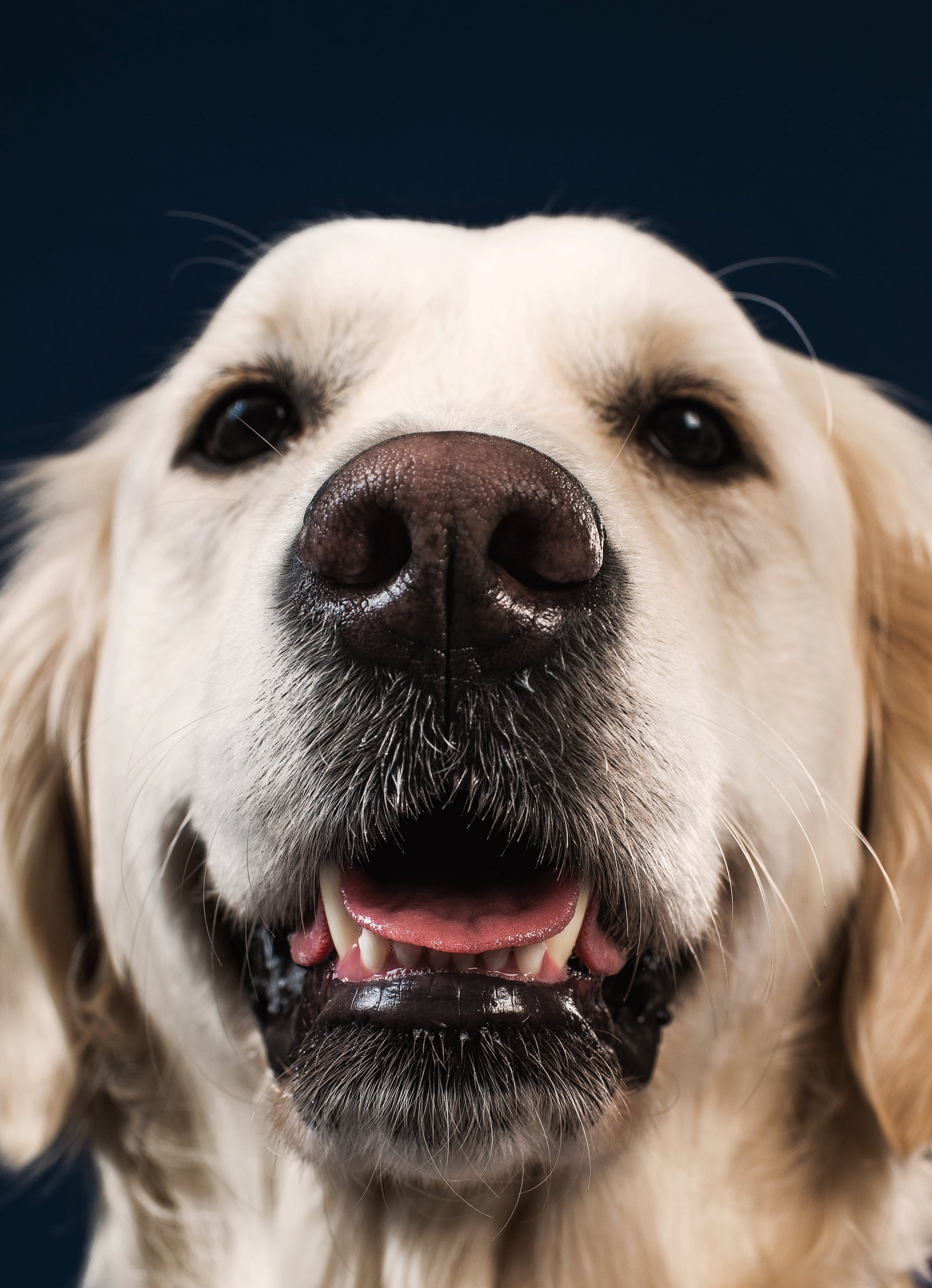 Sniff, Explore, Enjoy: Why Your Dog Needs More Than Just a Walk