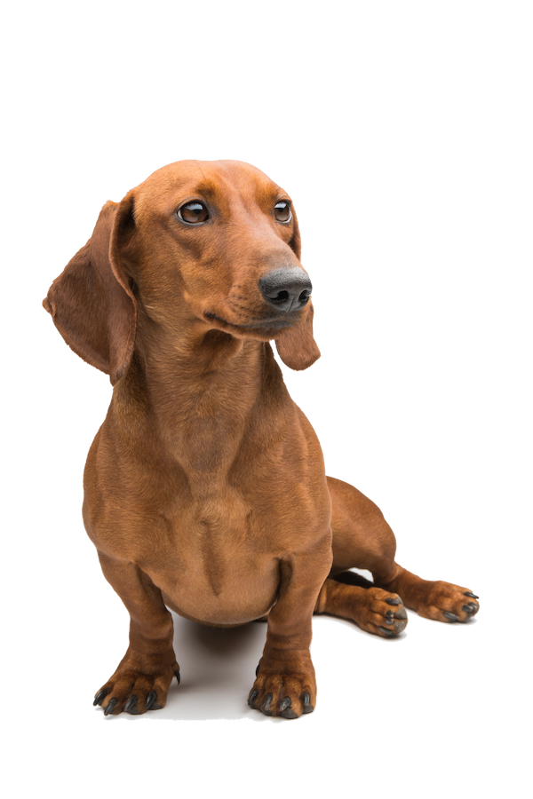 Picky Eaters Rejoice: How Fresh Food Transformed Mealtime for Our Furry Friends