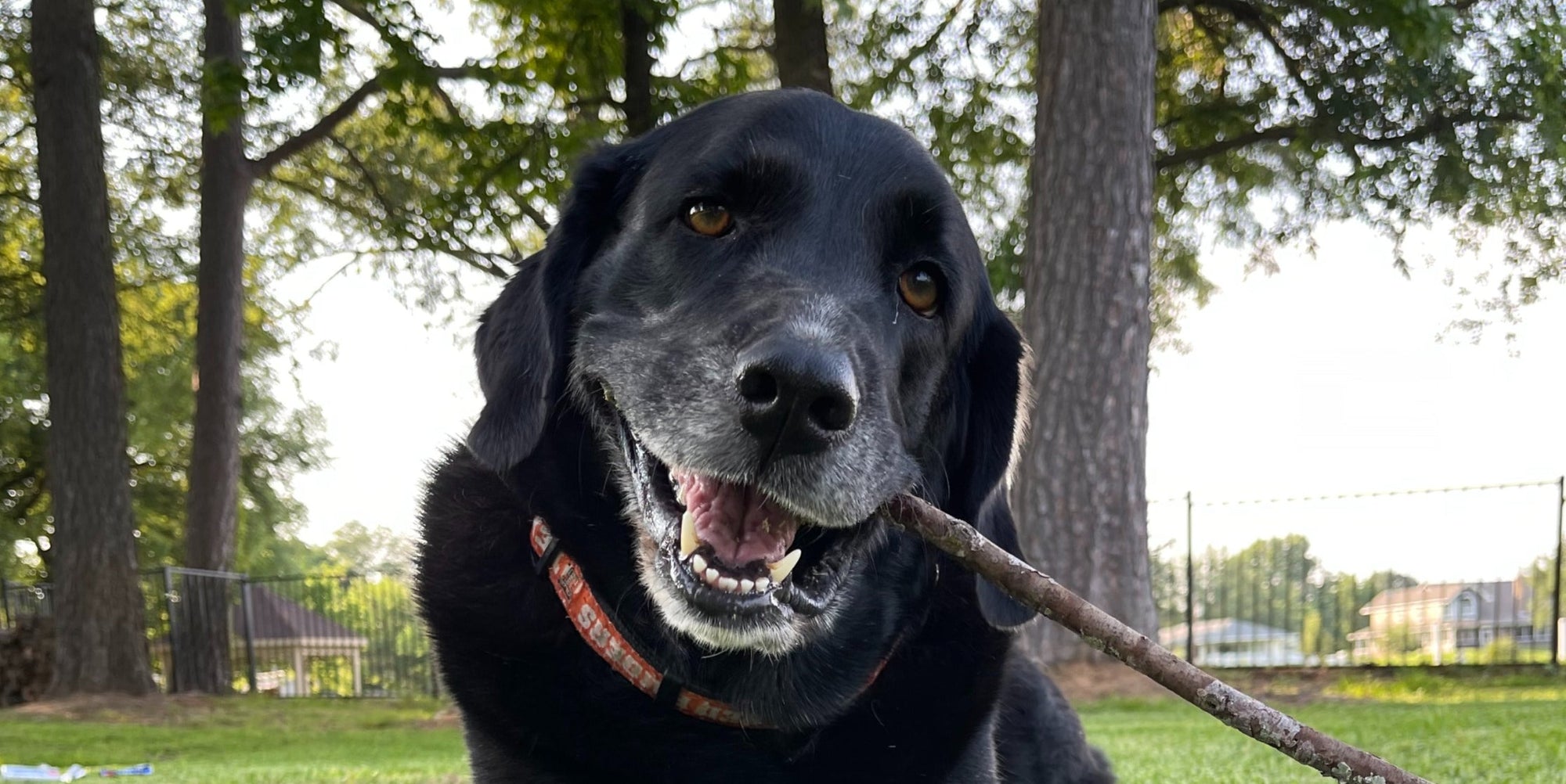 The Benefits of Fresh Dog Food: A Nutritional Journey