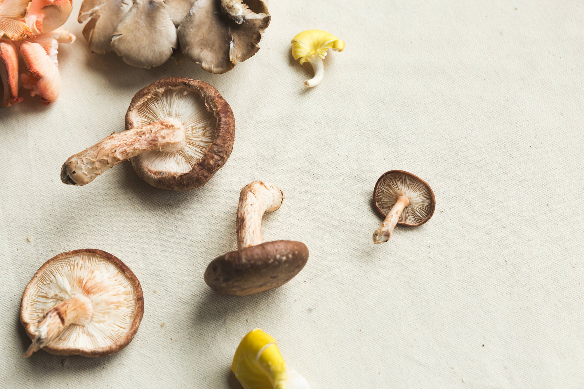 The Power of Mushrooms and Herbs: Natural Support for Canine Wellness